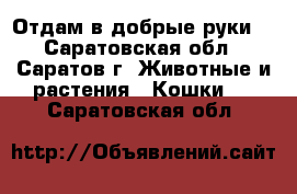Отдам в добрые руки  - Саратовская обл., Саратов г. Животные и растения » Кошки   . Саратовская обл.